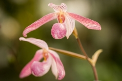Paphiopedilum (Orchidej)