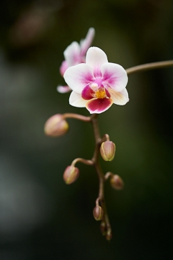 Phalenopsis (Orchidej)