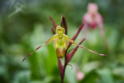 Střevíčník (Orchidej)