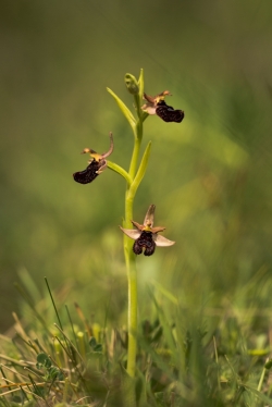 tořič bertolonův garganský (ophrys bertolonii)