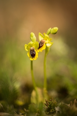 tořič žlutý (ophrys lutea)