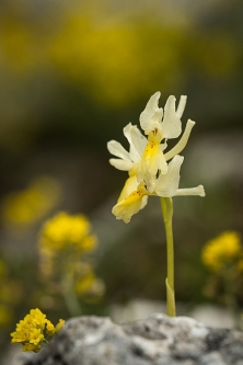 vstavač chudokvětý (orchis pauciflora)