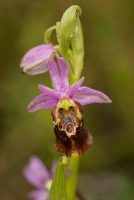 tořič čmelákovitý apulský (ophrys holoselica subsp. apulica)