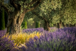 Krajina Provence
