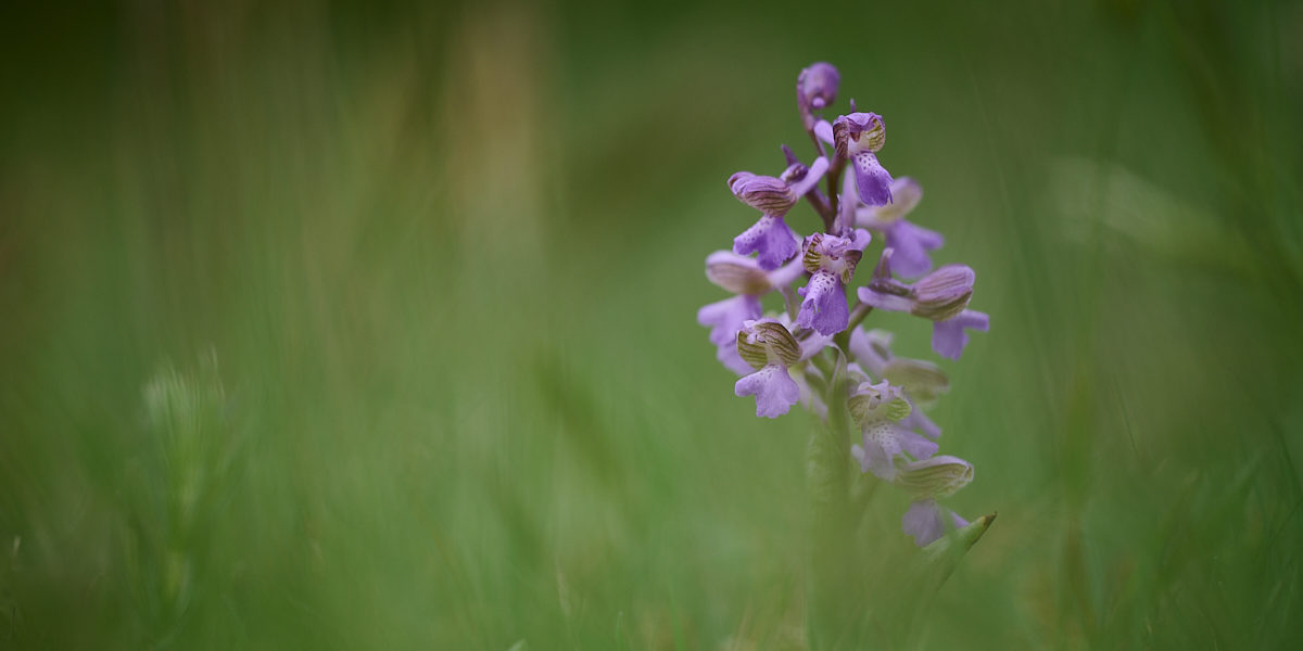 Orchideje (2021-05-01)