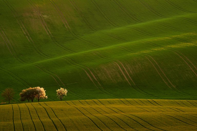 Jarní pole Jižní Moravy