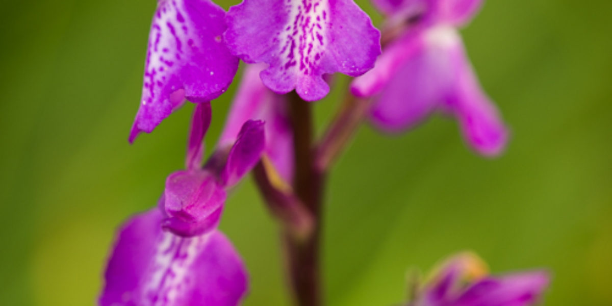 Orchideje z podmáčených luk